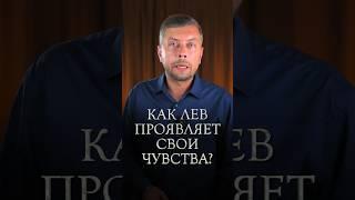 Как лев проявляет свои чувства? #романфад