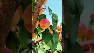 Season Of Fruits and Harvest of Crisp Juicy Bliss#reels #apple #garden #diy #harvest #nature