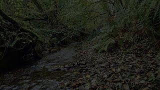 Relaxing and Soothing Sound of a Stream in the Forest at Night || The sound of a stream for sleep