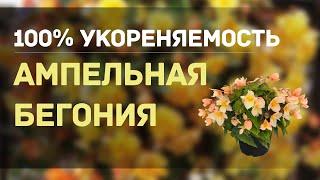 ДЕЛЮСЬ УНИКАЛЬНЫМ И ПРОСТЫМ СПОСОБОМ 100 % УКОРЕНЕНИЯ БЕГОНИИ АМПЕЛЬНОЙ