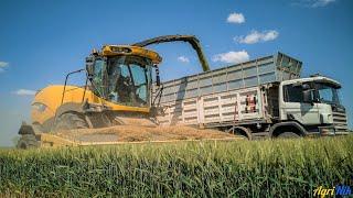 TIMELAPSE | New Holland FR850 Yellow Bull | Triticale 2020 | Silage 2020 | Team Bovo | 4K UHD