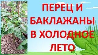 Как выращивать ПЕРЦЫ И БАКЛАЖАНЫ В ХОЛОДНОЕ ЛЕТО в холодном климате. Выращивание перца и баклажан.