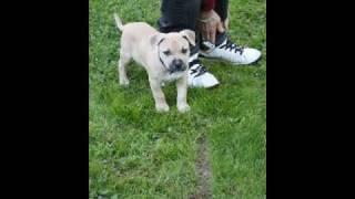 AMSTAFF (American Staffordshire Terrier) AKITO
