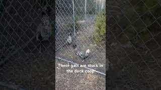 Two chickens were STUCK in our duck coop 