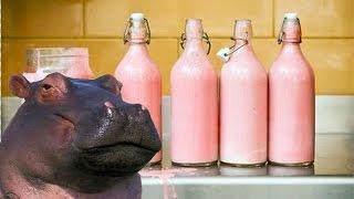 Is Hippo Milk Pink?