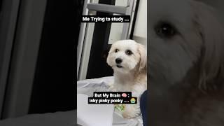 Inky Pinky Ponky Exam Fever #shorts #dog #funnydogs #exam #memes