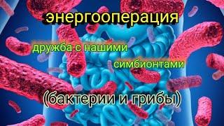 #энергооперация Дружба с нашими симбионтами (бактерии и грибы)