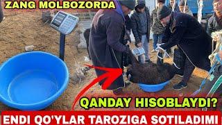 SURXONDARYO MUZRABOT ZANG MOLBOZORI QO'Y QO'CHQORLAR TAROZIGA SOTILYAPTI 16.11.2024