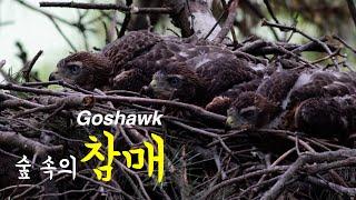 숲속의 참매 l Northern goshawk l Accipiter gentilis l Wildlife