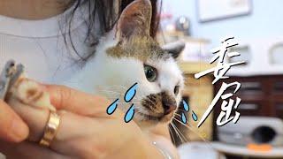 [CC SUB] Talking cat refuses to cut his nails, and becomes obedient after being threatened.