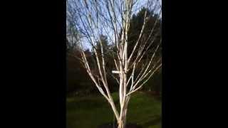 Betula utilis 'Doorenbos' - Bluebell Nursery (old video)