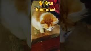  Котенок Кузя превратился в кота Кузьму с лисьим хвостом! #shorts