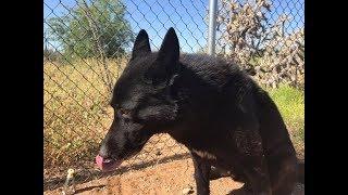 Meet the NEW WOLFDOG - Is he too dangerous or just mistreated? (And what happened to Lorne!)