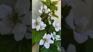 BlackBerry Flowers - My Garden #blackberry #flowers #blackberrys #garden