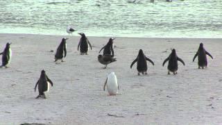 Angry penguin chases after skua