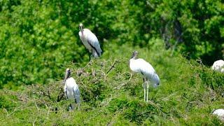 Birds at Harris Neck National Wildlife Refuge 2023