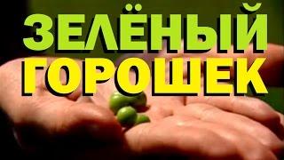 Галилео. Зеленый горошек  Green peas