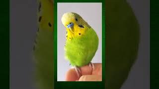 Cute Budgie sound and love to grab the phone! Watch till end