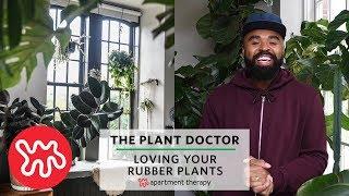 Loving Your Rubber Plant | The Plant Doctor