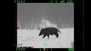 Охота на кабана. Тепловизор Acher TSA 9/640