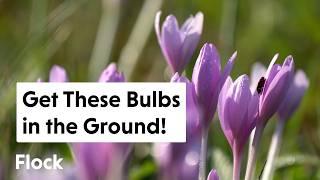 I Got to Get These FALL-BLOOMING BULBS the Ground—Fast! — Ep. 281