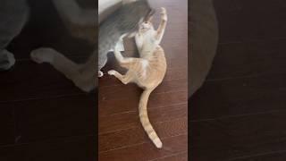 Super playful cats #kitten #cats #cutekittenvideos