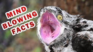 Most exotic Potoo bird you won’t believe actually exist