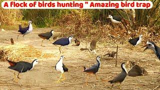 A flock of birds hunting | Excellent bird hunting trap | Best bird hunting video | Bird trap | Birds