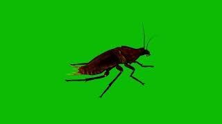 cockroache Green screen 4K #cocroach #insects