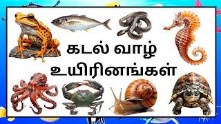 கடலில் வாழ் உயிரினங்கள்/Sea animals names in tamil