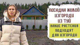 Посадка живой изгороди из туй Брабант  | Закрываем некрасивый забор