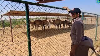 Dubai Camel Farm Al Margham  By Faizan Munawar