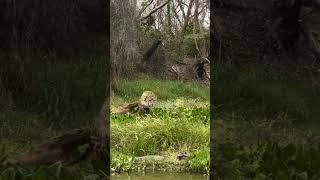 The Silent HunterLeopard vs. Crocodile Showdown *Part 1 #bigcat #leopard #crocodile #hunting