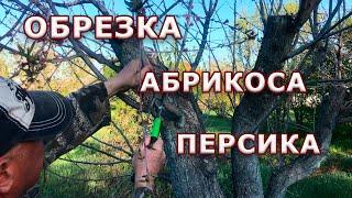 Правильная обрезка абрикоса и персика.