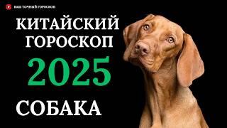 СОБАКА 2025 - ПОДРОБНЫЙ КИТАЙСКИЙ ГОРОСКОП НА 2025 ГОД