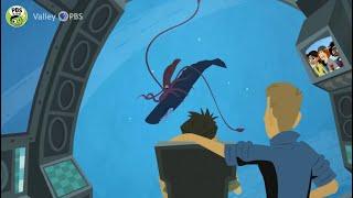 01x02 Братья Кратт -  Кальмар или Кашалот / Wild Kratts - Whale of a Squid