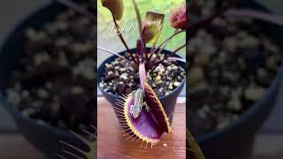 Lizard | Venus Fly Trap | Dionaea Muscipula | #insectkiller #flytrap #shortsfeed #shorts