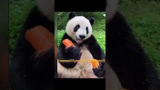 Cute Bear eats carrot