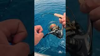 Shimano Twin Power C3000XG on Wahooo!!#shimano #twinpower #mackerelfishing