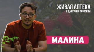 МАЛИНА. Полезные свойства // Настойка "Антистресс" // Живая аптека 2