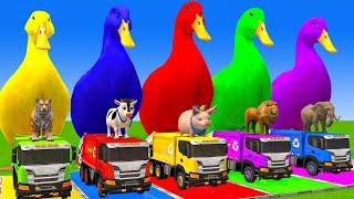 5 Giant Duck Cartoon,Cow,Elephant,Tiger,Lion,Dinosaur,Paint Wild Animals Crossing Fountain Animation
