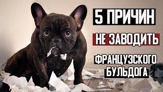 5 причин НЕ ЗАВОДИТЬ французского бульдога