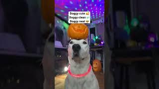 SO SPOOKY #halloween #DoggySpooky #funny #halloween2022 #meme #dogs #shorts #wtf #music #dogshorts