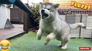 Malamute Puppy Vs Garden Blower! (Hilarious Fluffster!)