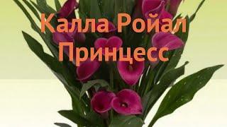 Калла обыкновенная Ройал Принцесс (calla)  обзор: как сажать, луковицы каллы Ройал Принцесс