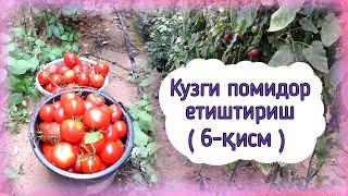 Кузги помидор етиштириш: якун (6-қисм)