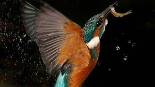 Kingfisher | The Secret Life of the Shannon | RTÉ Goes Wild