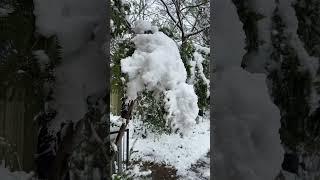 Dreams do come true: Saree in snow! ️ #snow #saree #winter #uofm #memphis #usa #dreamcometrue