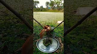 Colorfull fish in a plastic pipe 4 #amazingfish #villagelife #agriculture #fishing