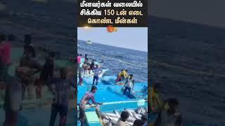 Fisherman | Cuddalore | Fish | Viral Video | Sun News